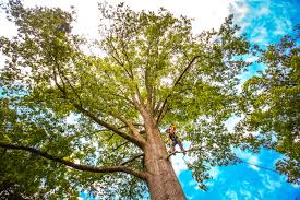 Best Tree Cabling and Bracing  in Woodfield, SC