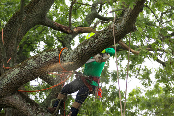 How Our Tree Care Process Works  in  Woodfield, SC