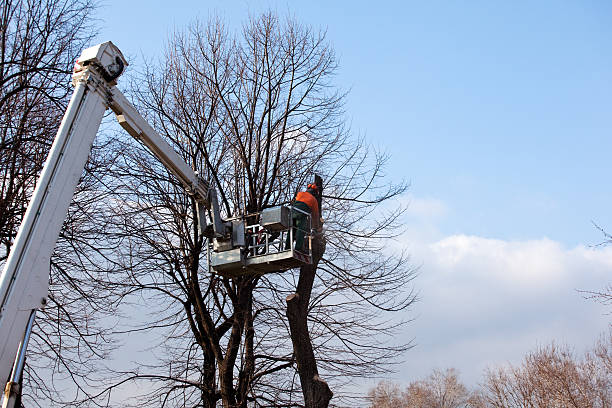 Woodfield, SC Tree Care Pros