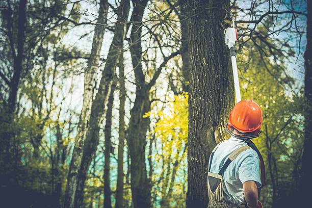 Professional Tree Care in Woodfield, SC